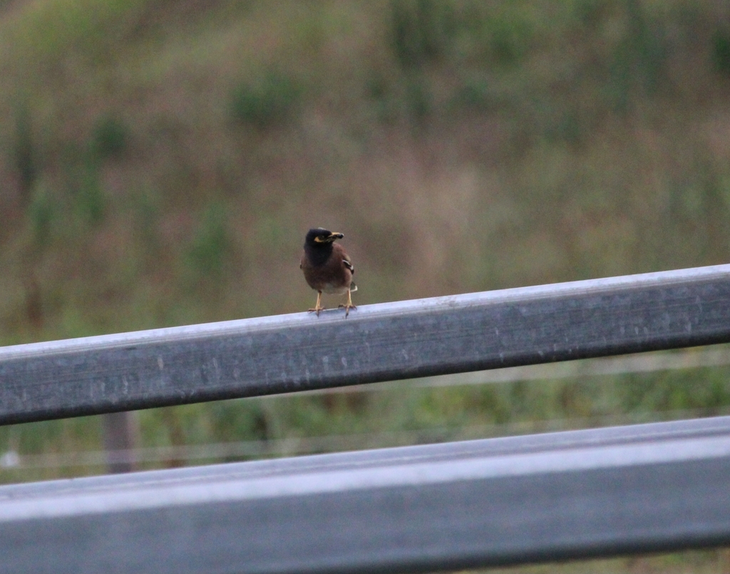 Common Myna from Mount Rascal QLD 4350, Australia on January 13, 2023 ...