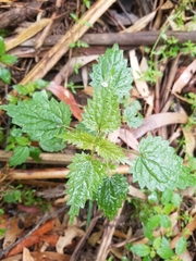 Urtica incisa