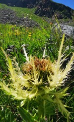 Cirsium spinosissimum