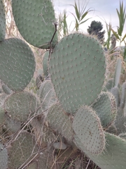 Opuntia leucotricha