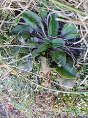 Plantago raoulii
