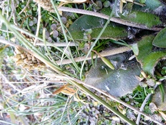 Plantago raoulii