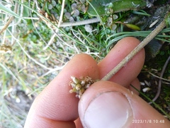 Plantago raoulii