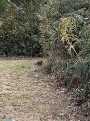 Bambusicola thoracicus