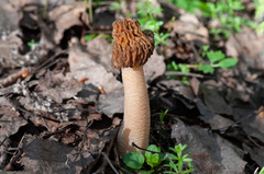 Verpa bohemica