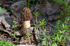 Verpa bohemica