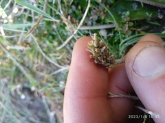 Plantago raoulii