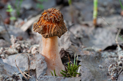 Verpa bohemica