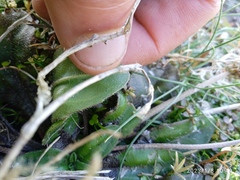 Plantago raoulii