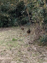 Bambusicola thoracicus