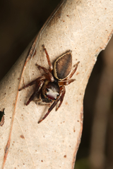 Euryattus wallacei