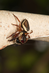 Euryattus wallacei