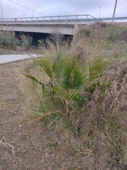 Washingtonia filifera