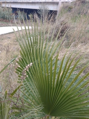 Washingtonia filifera