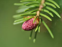 Picea × fennica