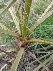 Washingtonia filifera