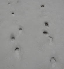 Canis familiaris