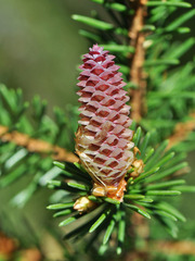 Picea × fennica