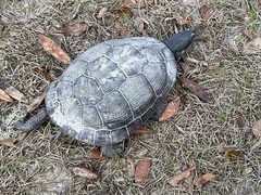 Deirochelys reticularia