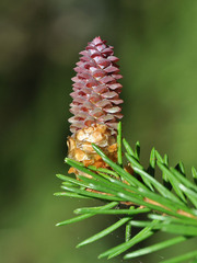 Picea × fennica