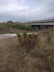 Washingtonia filifera