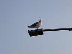 Larus