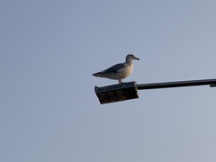 Larus