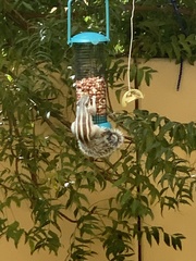 Funambulus pennantii