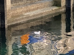 Chroicocephalus ridibundus