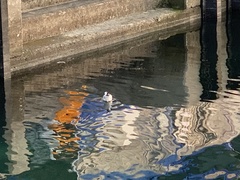 Chroicocephalus ridibundus