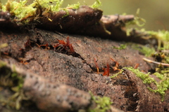Calocera cornea