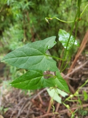 Calystegia marginata