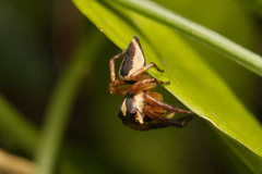 Euryattus wallacei