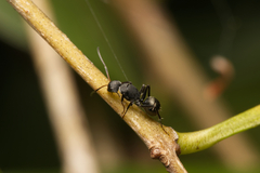 Camponotus esau
