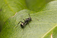 Camponotus esau
