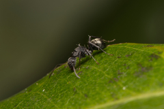 Camponotus esau