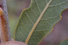 Quercus engelmannii