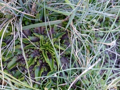 Plantago triandra