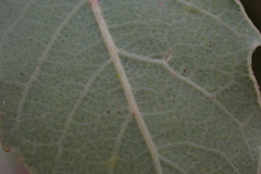 Quercus engelmannii