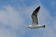 Larus dominicanus vetula
