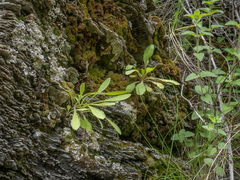 Sonchus novae-zelandiae