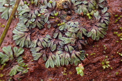 Riccia nigrella