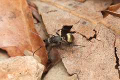 Polyrhachis tubifera
