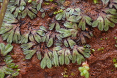 Riccia nigrella