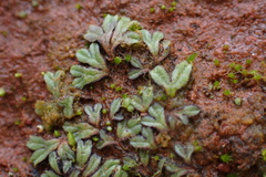 Riccia nigrella