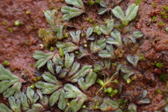 Riccia nigrella