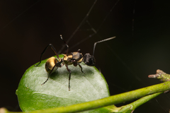 Polyrhachis rufifemur