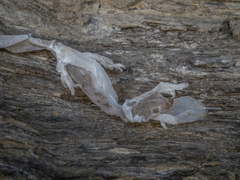Diplodactylidae