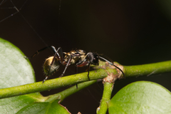 Polyrhachis rufifemur