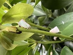 Sanurus
